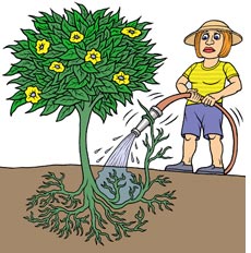 Plant Watering
